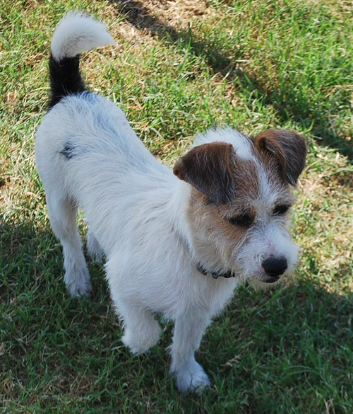 wire haired dachshund jack russell terrier mix