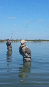 Wade fishermen sight Casting to Redfish. 