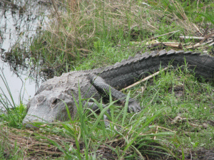 Alligator as seen from the Alligator Viewing Platform