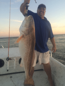 Allen Junek caught and released this 50 lb. plus redfish at the jetties on light tackle, 12 lb. test, 5/2/15.