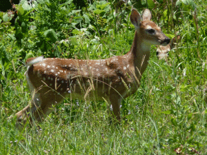 white tail deer fawn