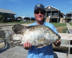 Big tripletails, like this one, are not only tasty, but surprisingly easy to catch around structure and floating debris in West Matagorda Bay, and just outside the Port O’Connor jetties.