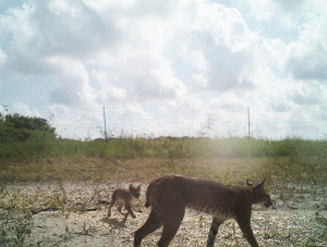 This bobcat and her cub were spotted on private property near the Powderhorn Ranch. -Photo submitted by John Reneau