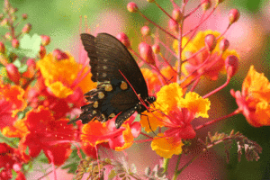 Butterfly on a Pride of Barbados plant -Robert P. Wood