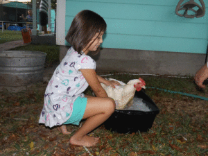 Ever give a chicken a bubble bath? Well, 4H member Riley Ragusin can show you how. She’s an old pro after preparing her roaster for showing at the October 2015 Calhoun County Fair.