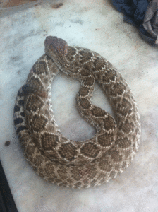 48” Rattlesnake on Clint’s front porch.