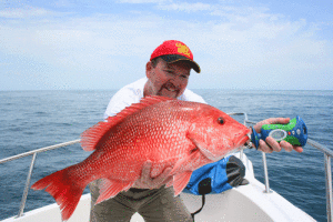 One way to fight the commercial domination of the red snapper fishery is with HR. 3094, sponsored by Rep. Garret Graves (R-La.). It would transfer authority for the entire red snapper fishery to the Gulf States. Robert Sloan photo