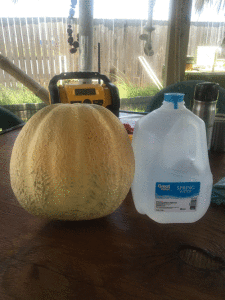 12.4 lb. Cantaloupe from Clint’s island garden