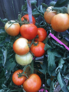 Island Tomatoes