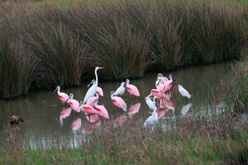 Roseate spoonbills with great egrets and snowy egrets and a pair of ducks on the road just outside of Port Lavaca on the way to Port O’Connor. -Photo by R. Patrick Wood