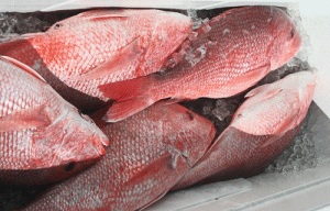 NOAA Fisheries continued its march to completely shut down the recreational red snapper fishery in federal waters with its announcement that the recreational season for red snapper will be open for three days.				  Robert Sloan photo