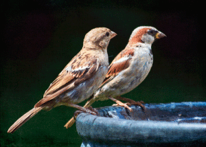 Male and Female House Sparrows