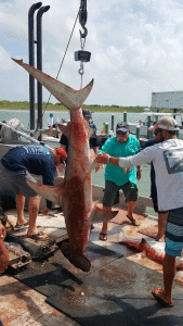 Photo by Frank Guhlin from the recent Sharp Tooth Shoot Out in Port O’Connor. Wild Bill’s team caught the largest shark.