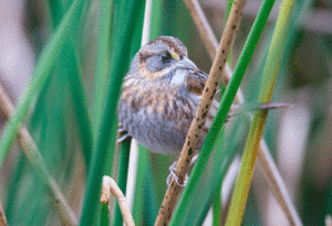 Seaside-Sparrow-29