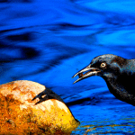 grackle