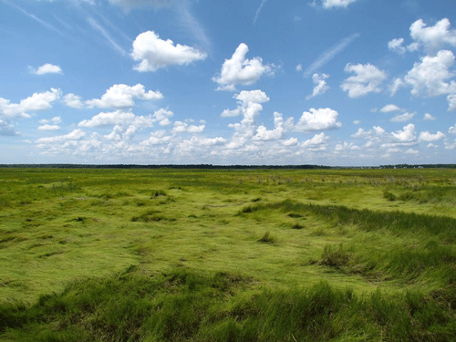 Marsh Photo by Becky Kern