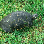 turtle