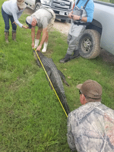 Saltwater Lodge crew making it happen for Mrs. Cindy Henry. Lots of State Regs to harvest Alligators. Great team work! -Capt. Jeff Larson