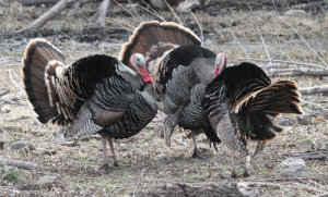 gobblers