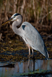 Great Blue Heron -Photo by Mike Williams