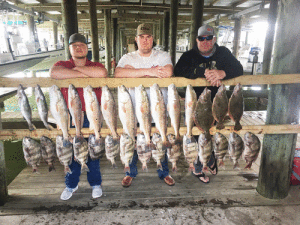 Group from Central Texas with recent catch fishing with Capt. Ron of Scales and Tales Guide Service. Weather was perfect for hitting the jetties for a nice cooler of redfish, sheepshead, trout and flounder.  	Capt Ron Arlitt, 361-564-0958