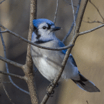 Blue Jay in Winter