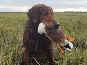 Dawn’s Rusty Red Ryder with his last Duck of the Season. -Capt. Jeff Larson