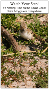 Nesting-Time-in-Texas