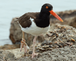 This American Oystercatcher’s right foot is cut and swollen due to tightly wrapped fishing line. Photo by Debbie Repasz 