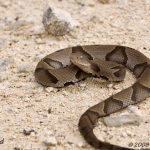 Copperhead