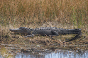 Alligator