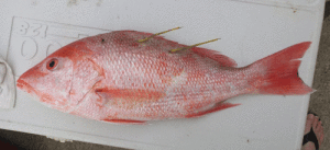 Tagged Red Snapper