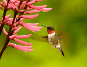 hummingbird