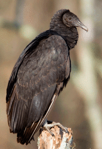 Black-Vulture