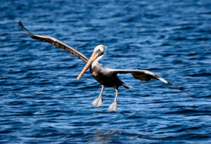 Brown-Pelican