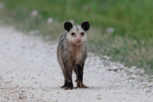 A young opossum at San Bernard National Wildlife Refuge.