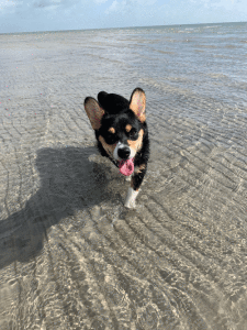 Minden Miles took this photo as she strolled the beach this morning with her little pup Echo, a Corgi. Isn’t the water so clear today? Love the new beach! (July 10th, Friday) Kingfisher Beach! 