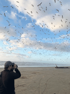 A lister staring through binos, looking for a lifer.  Photo by Celeste Silling