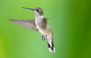 Ruby-Throated-Hummingbird22