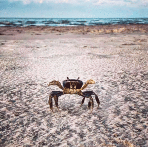 This close up of a crab on Port O’Connor’s beach was taken by sixth grader Heather Whiteright.