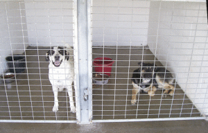 Dog on left: “Hello! Will you take me home with you?” Dog on right: “I already know you don’t want me.”