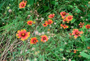 Firewheel  (Gaillardia pulchella) is native to Brazoria county and an important nectar source for a variety of butterflies.  Photo by Celeste Silling.