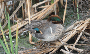 The Green-winged Teal is one of the more common dabbling ducks. -Photo by Sue Heath