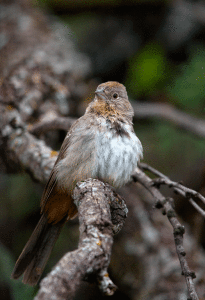 A Canyon Towhee fluffs up its feathers to trap warm air close to its body. Photo by Mike Williams 