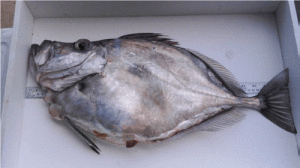 This is an American John Dory (Zenopsis conchifer), now renamed to Buckler Dory, it also goes by the name of Silvery John Dory or just John Dory. This is a deep water fish that reach a size of about 7 pounds. It is a deep water fish. Living at depths of 200 to 2000 feet deep. They feed on smaller fish. 	This Buckler Dory was brought in to the Port O’Connor field office for identification recently by an angler. It was caught offshore in 900 feet of water and is not commonly seen by our staff.