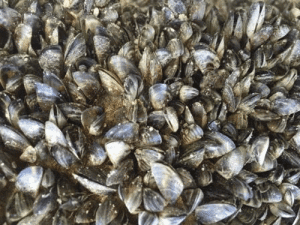 Zebra Mussels are one of the most problematic invasive species in Texas. 