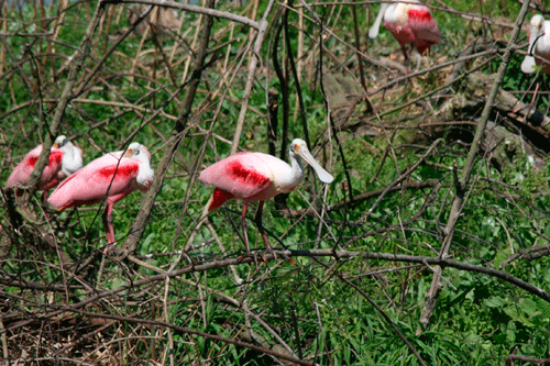 Roseate Spoonbills roosting at the Smith Oaks Rookery in High Island, Texas. Photo by Sarah Belles. 