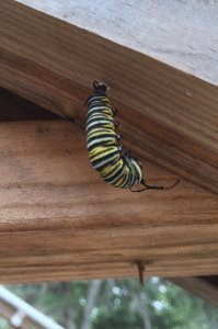 A Monarch caterpillar hangs upside down in order to form its chrysalis. Photo by Gulf Coast Bird Observatory