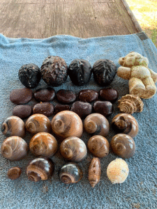 Corky and I took an early morning beach golf cart ride/walk before it turned too miserably hot, and before I got started on my next article. We picked up a few treasures, including brain beans, sea hearts and a brown nicker, and some pretty sharks eye snails and two beautiful apple snail seashells. Also an olive and scotch bonnet shell, and a teddy bear. (and a Florida Rocksnail below the bear) -Clint Bennetsen