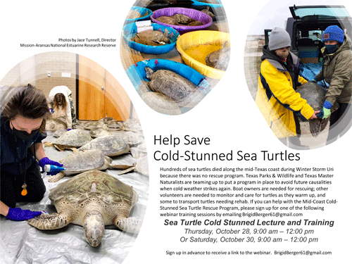 Call-for-turtle-rescue-volunteers-2021